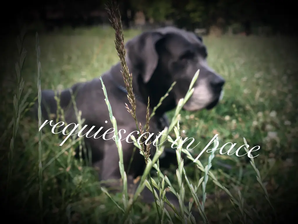 Image from Freyja