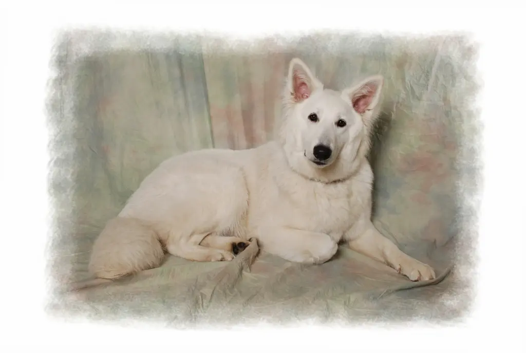 Condolence image of Frank