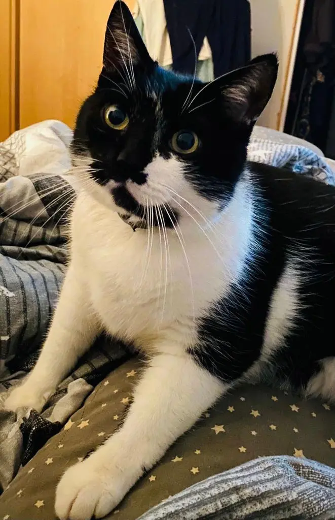 Image from Finn 