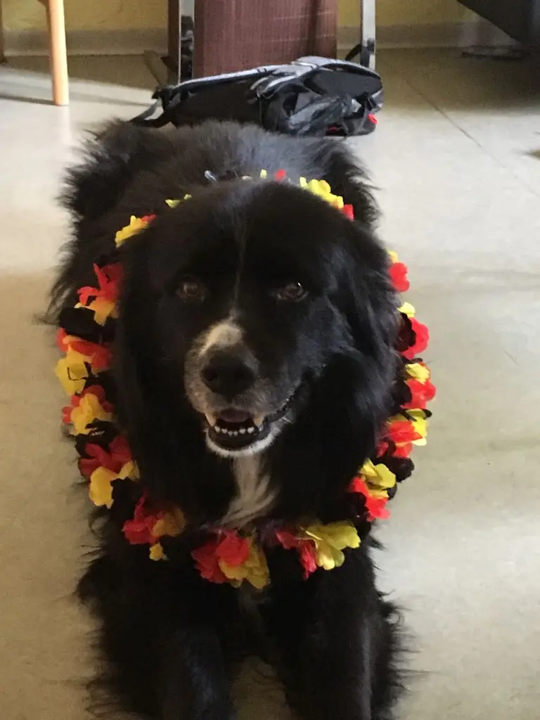 Image from Balou