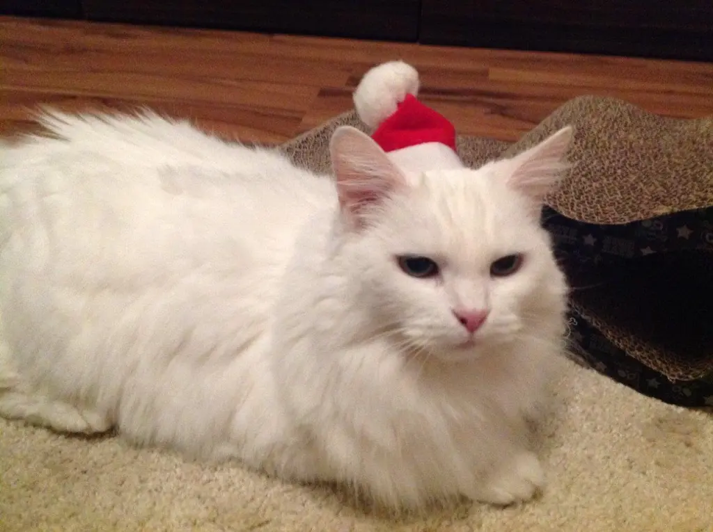 Image from Kitty