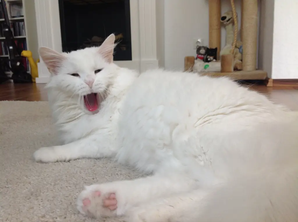 Image from Kitty