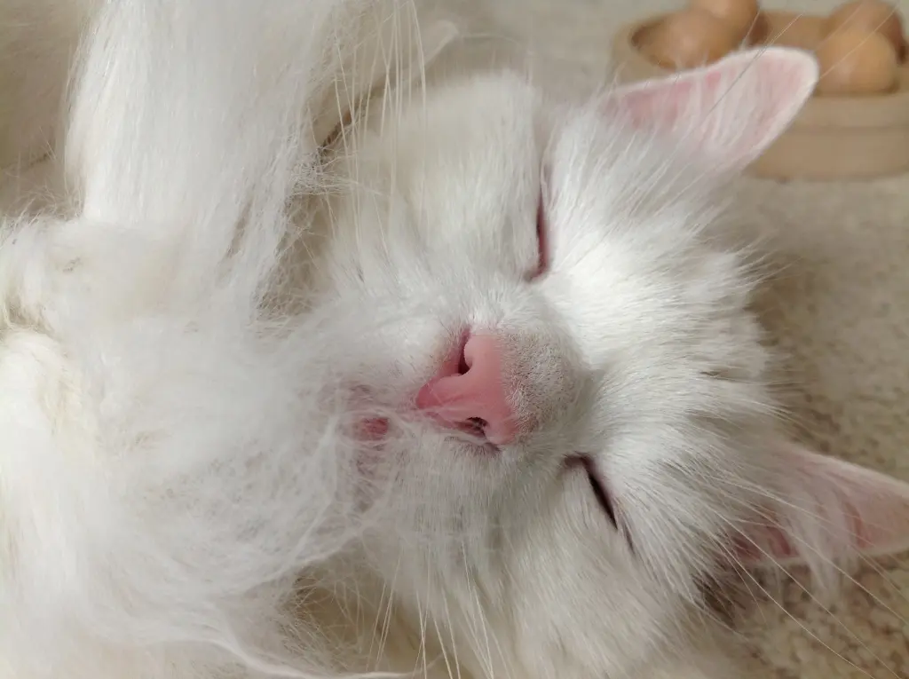 Image from Kitty