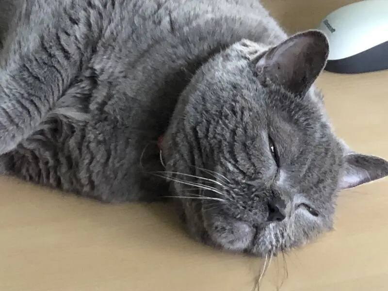 Condolence image of Elke