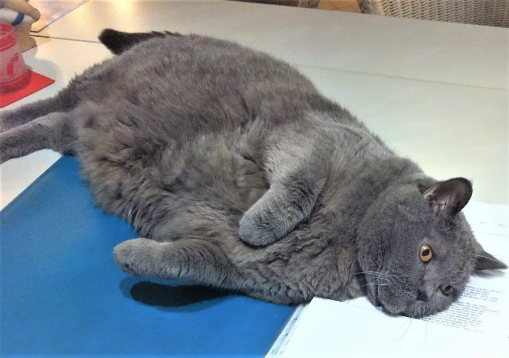 Condolence image of Elke