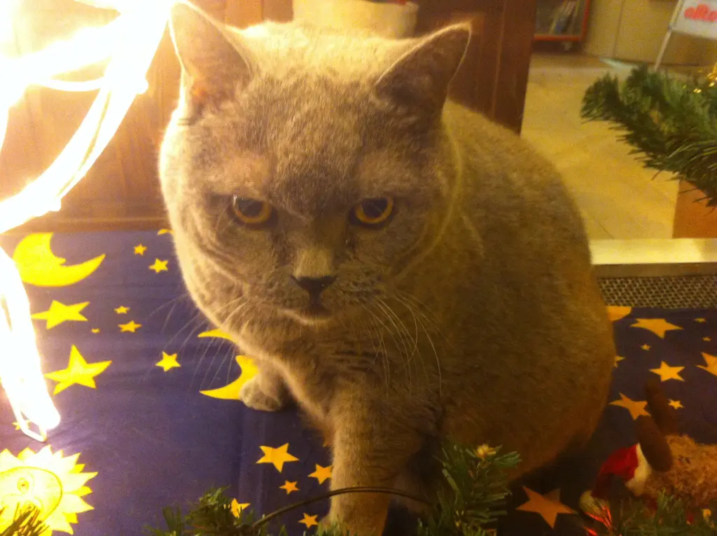 Image from Sammy