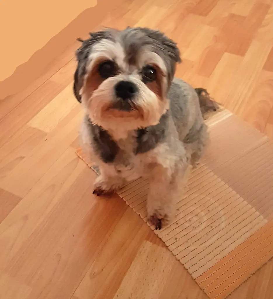 Andachtsbild von Petra u. Wilfried auf ewig mit Junior im Herzen