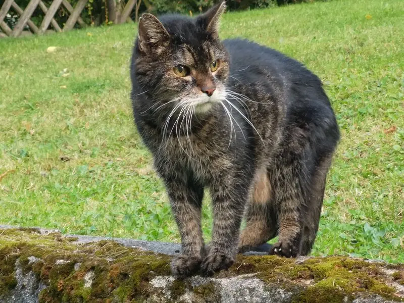 Image from Findus
