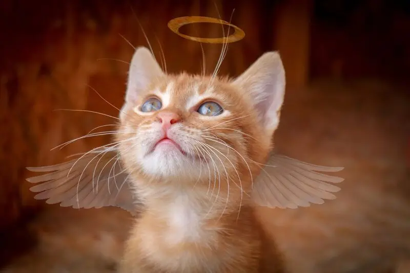 Condolence image of Für Hexi❤