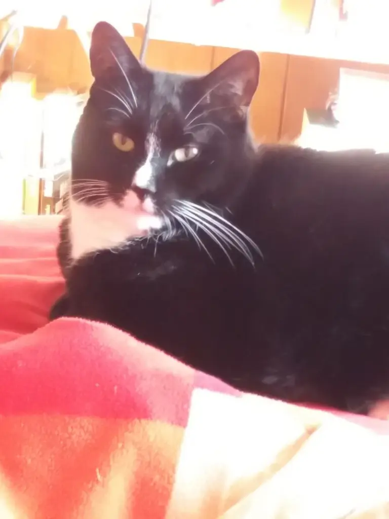 Andachtsbild von Cornelia mit Bandit im Herzen❤gest.24.09.21