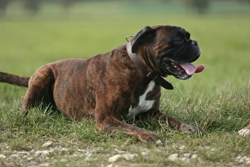 Andachtsbild von Andreas