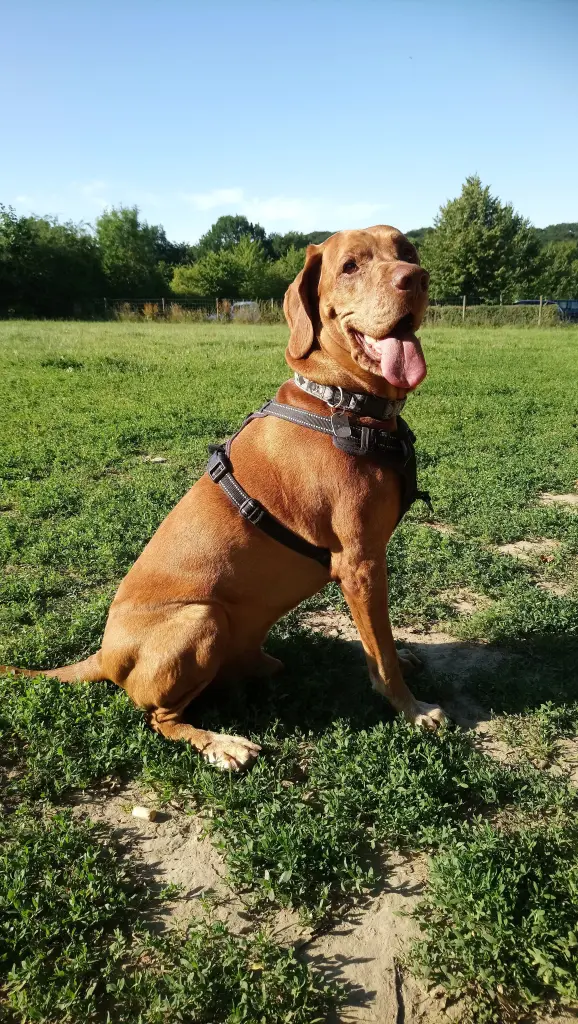 Bild von IRON  *Lord Iron*