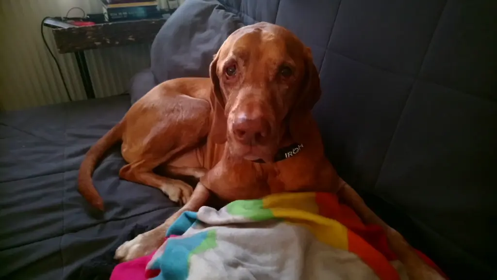 Bild von IRON  *Lord Iron*