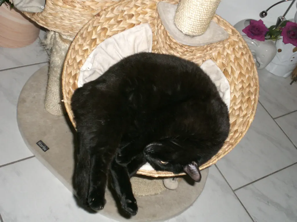 Image from Maxi