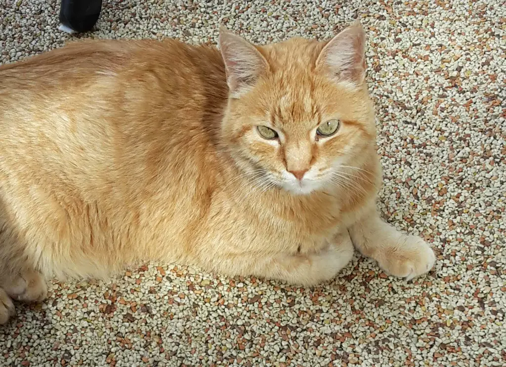 Image from Garfield