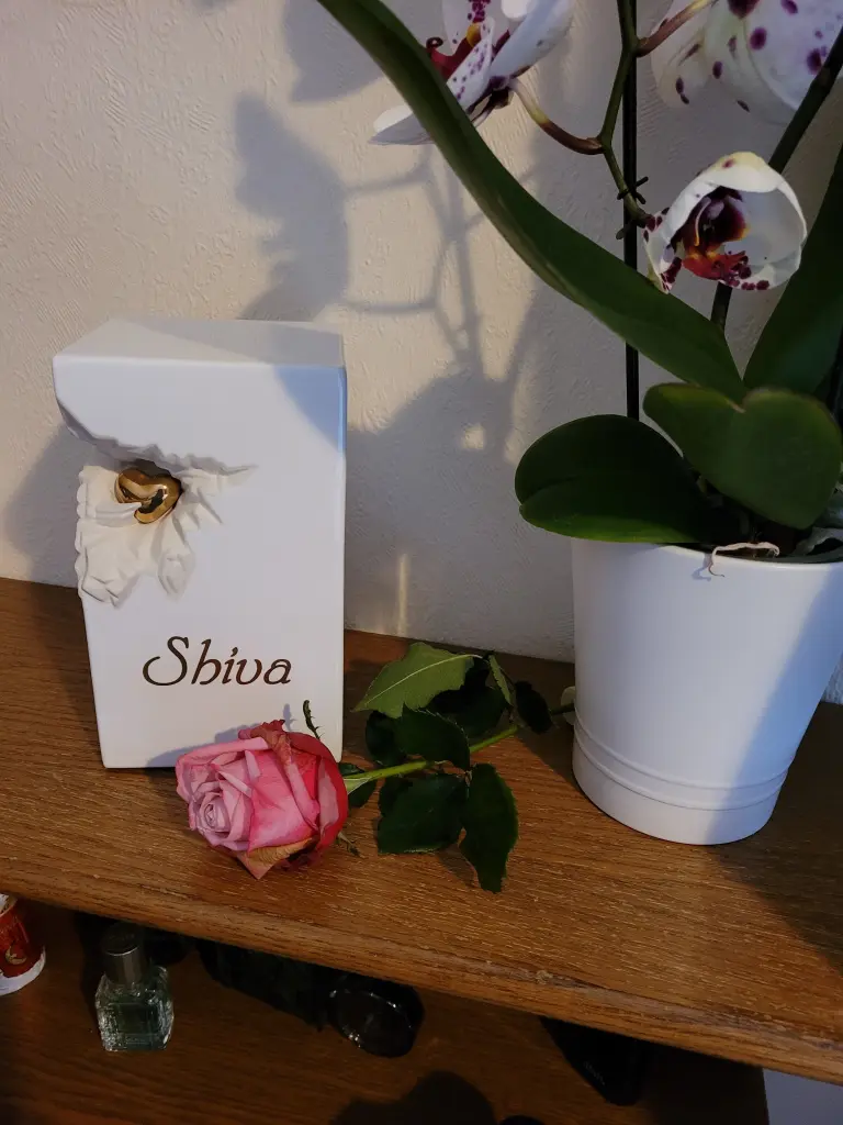 Image from Shiva