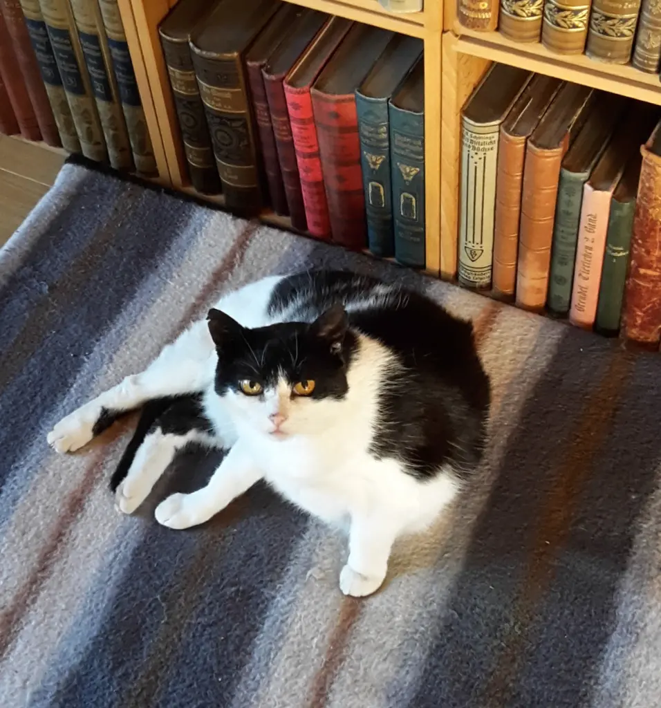 Image from Felix