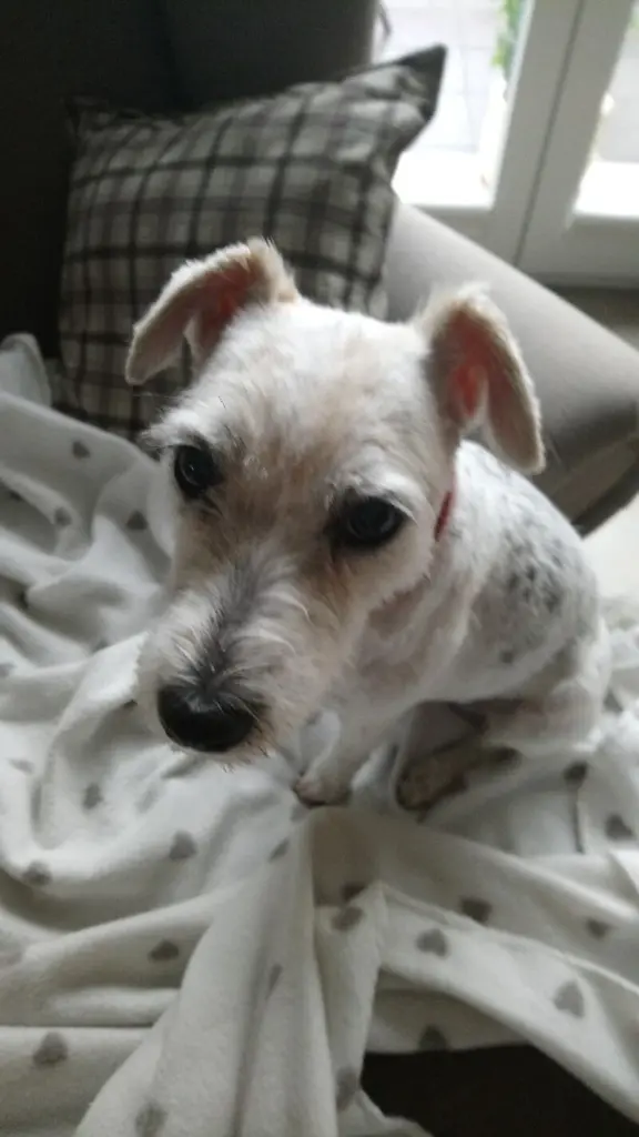 Condolence image of Margret mit Tiffy