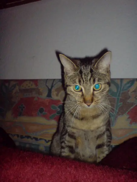 Condolence image of Sylvia