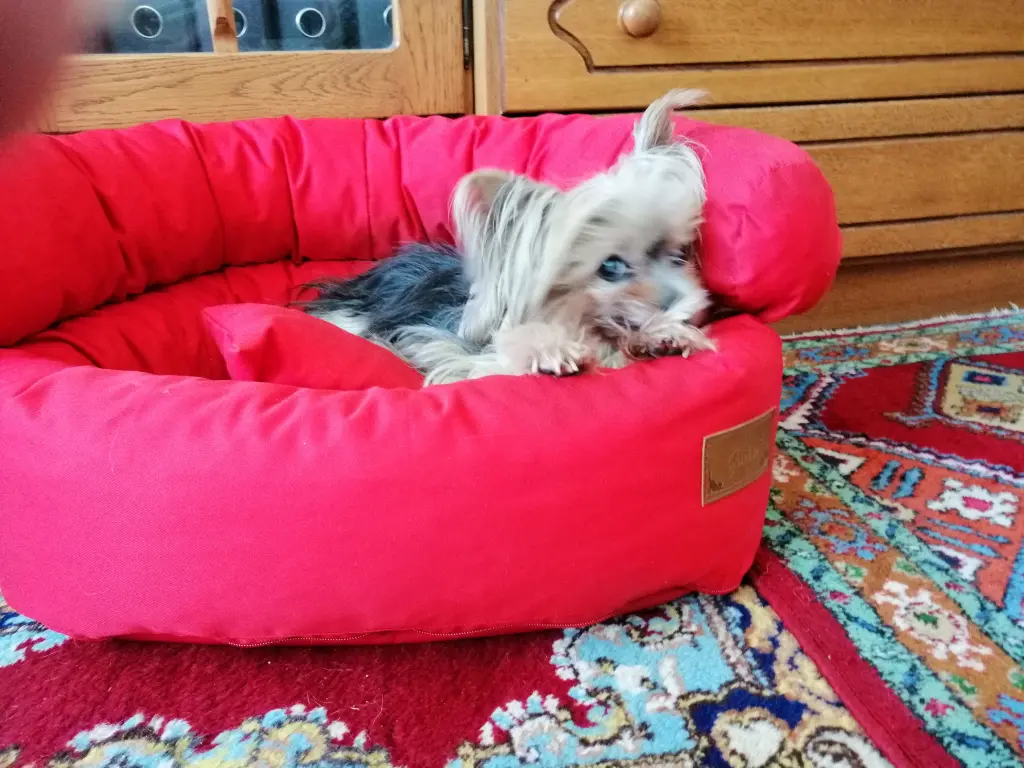 Condolence image of Gina