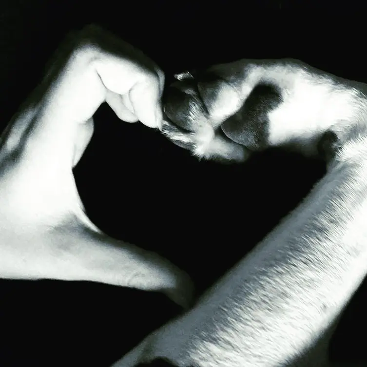 Image from Shadow