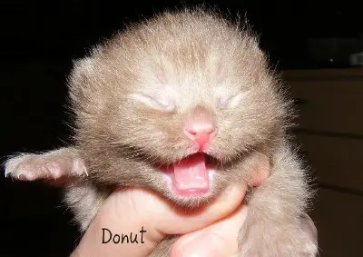 Image from Donut