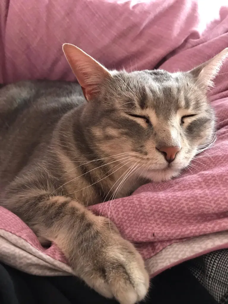 Image from Toshiba