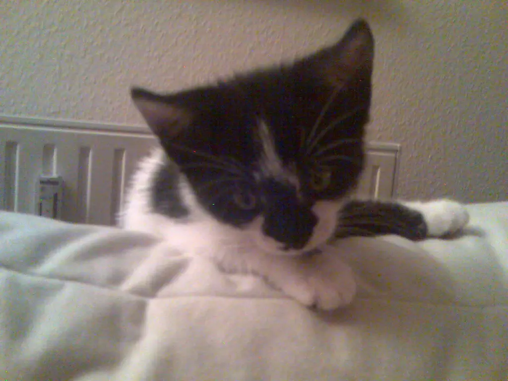 Image from Perla