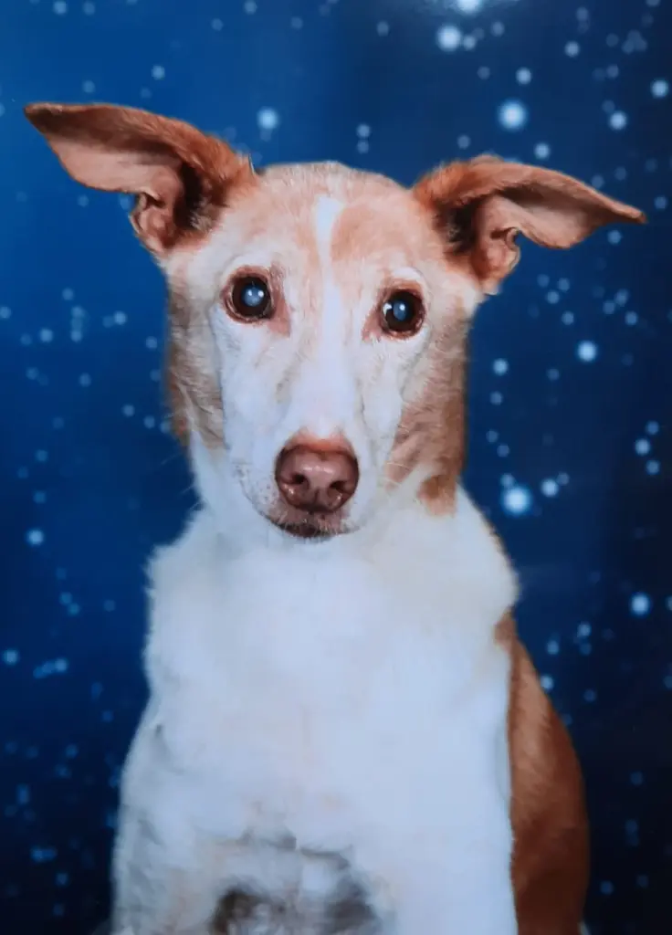 Condolence image of Sylvia