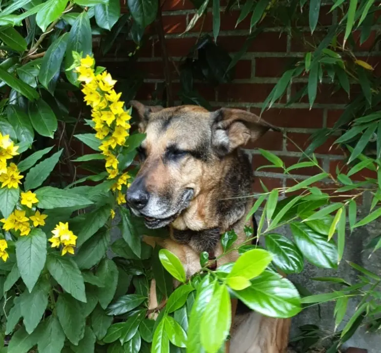 Condolence image of Iris