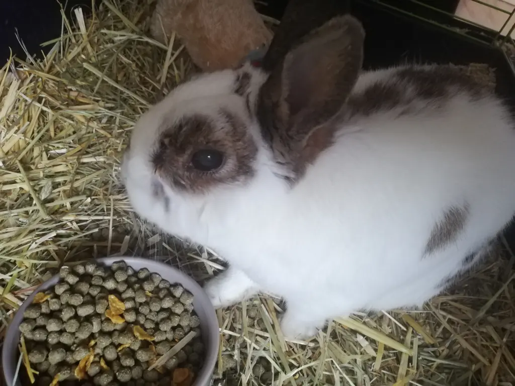 Image from Toni