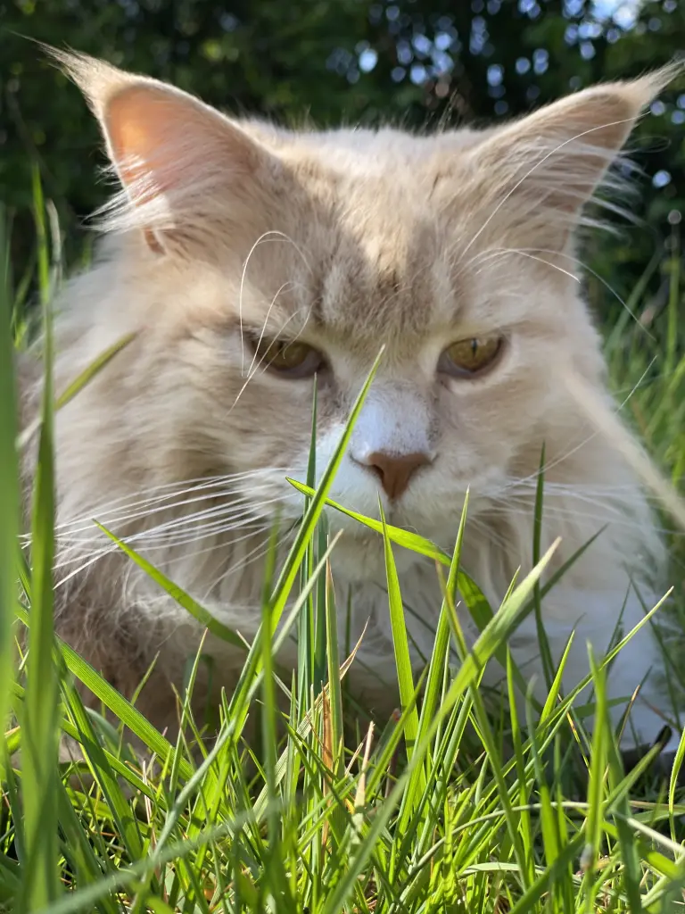 Image from Findus