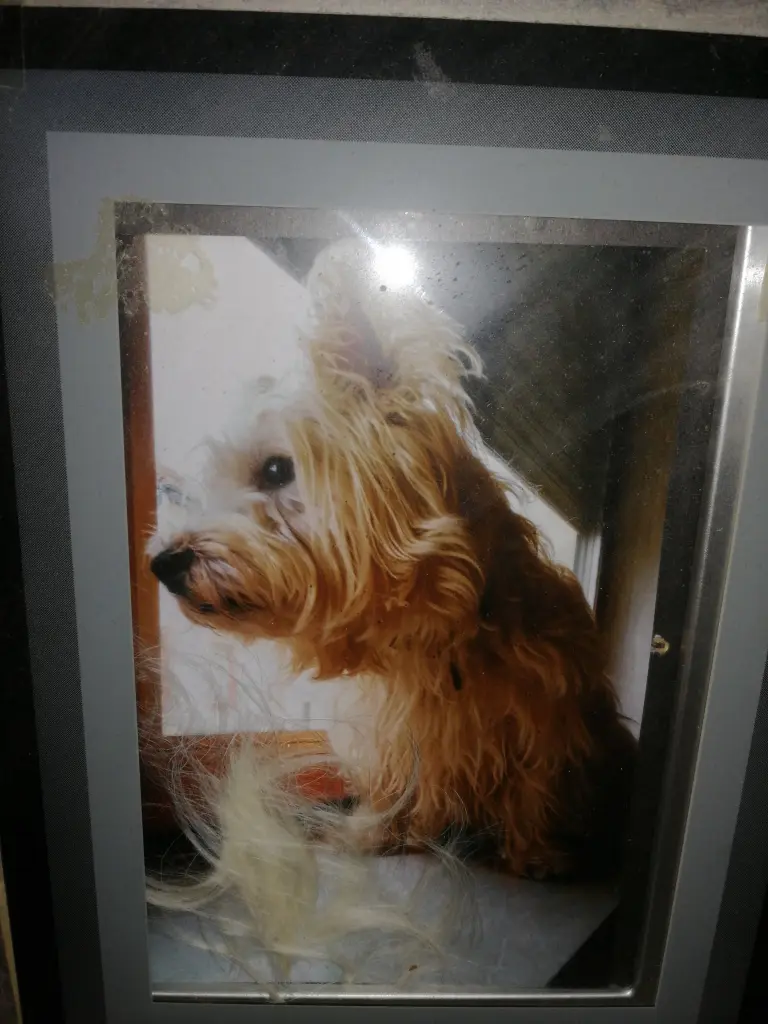 Condolence image of Patricia Lavancier