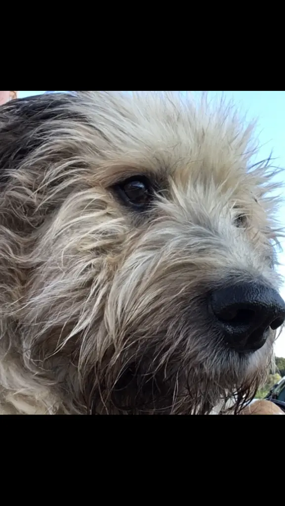 Image from Lola