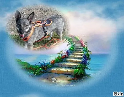 Condolence image of Tanja mit Timmy im Herzen