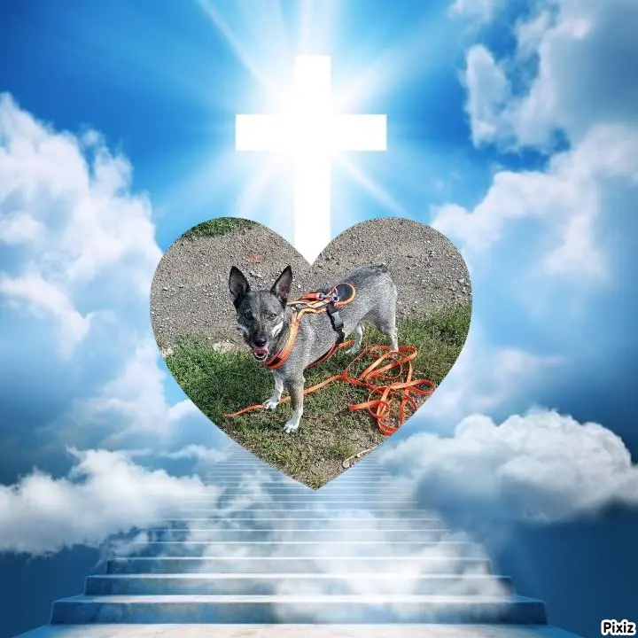 Condolence image of Tanja mit Timmy im Herzen 