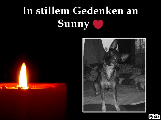 Condolence image of Tanja mit Timmy im Herzen 