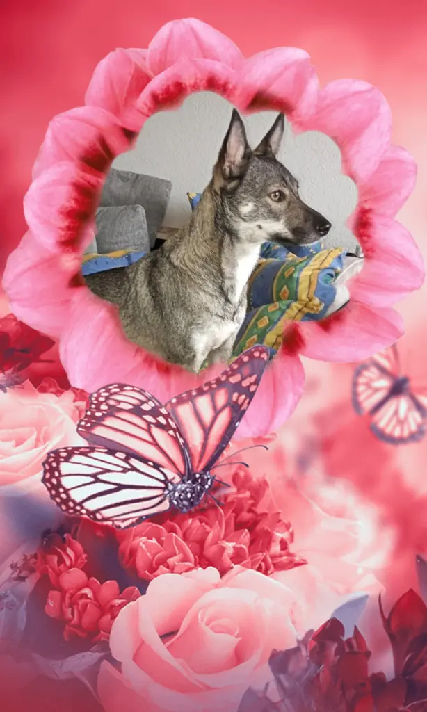 Condolence image of Deine Menschen  Mama