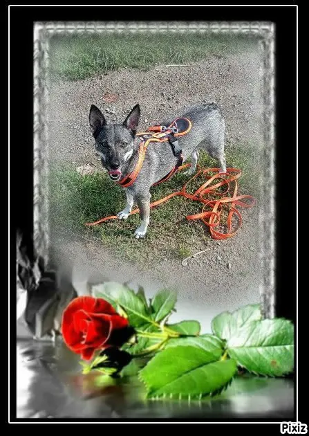 Condolence image of Tanja mit Timmy im ❤