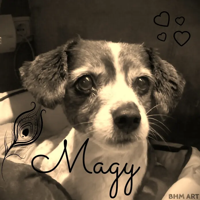 Image from Magy