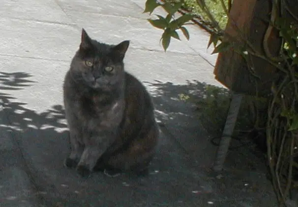 Image from Feli