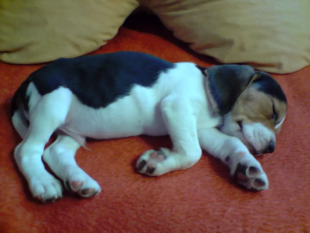 Image from Snoopy