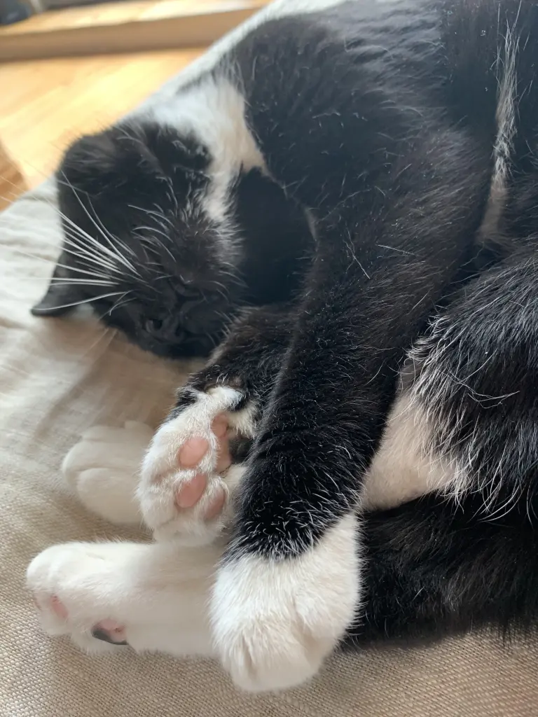 Image from Lola