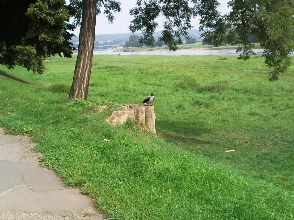 Condolence image of Mandy mit Border Collie Susi