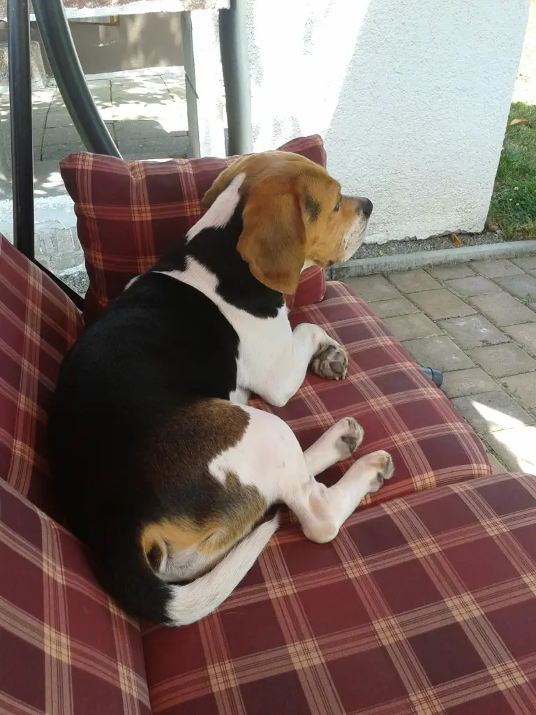 Condolence image of GABRIELE und Snoopy