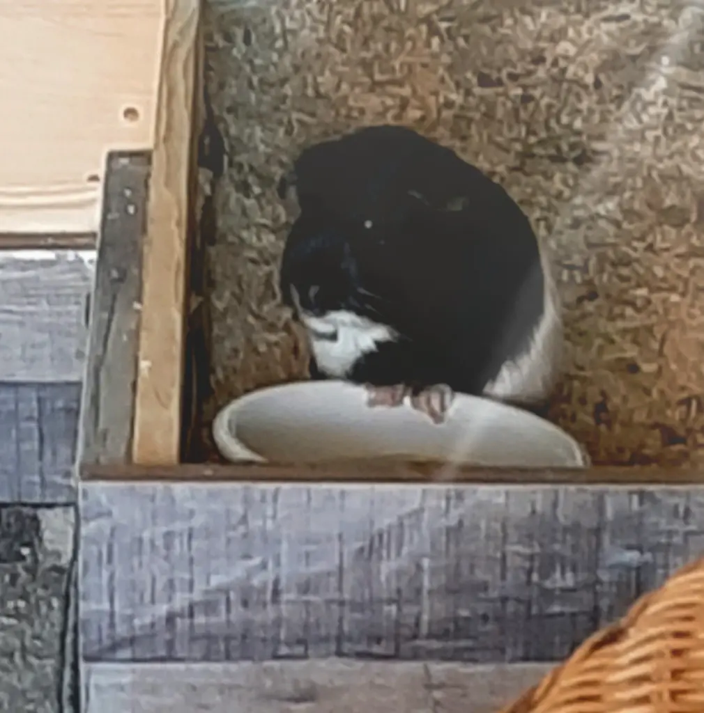 Image from Mäxchen
