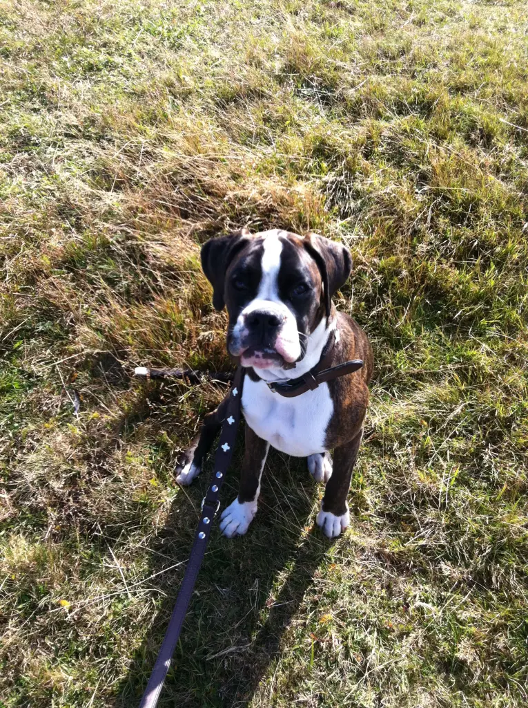 Image from Rocco