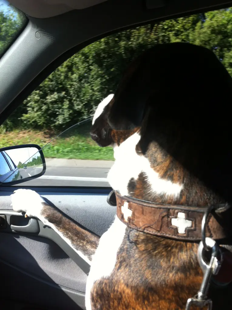 Image from Rocco