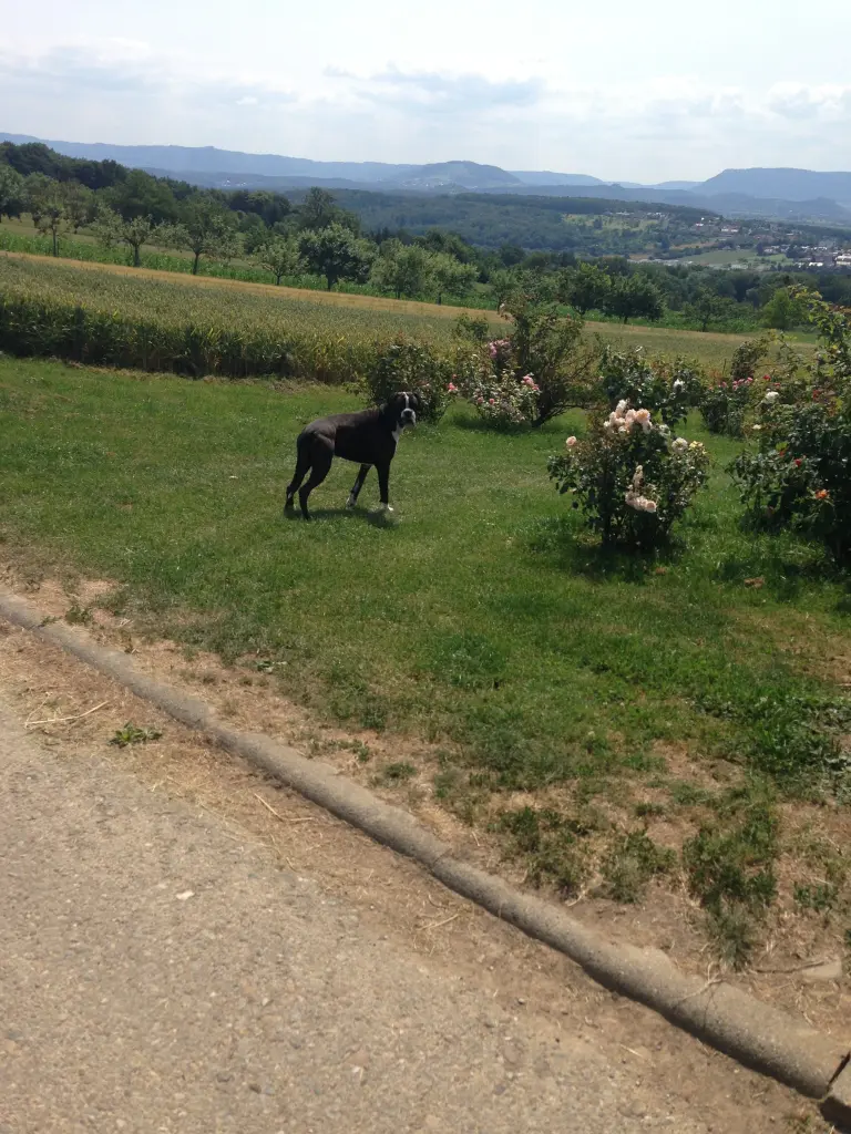 Image from Rocco