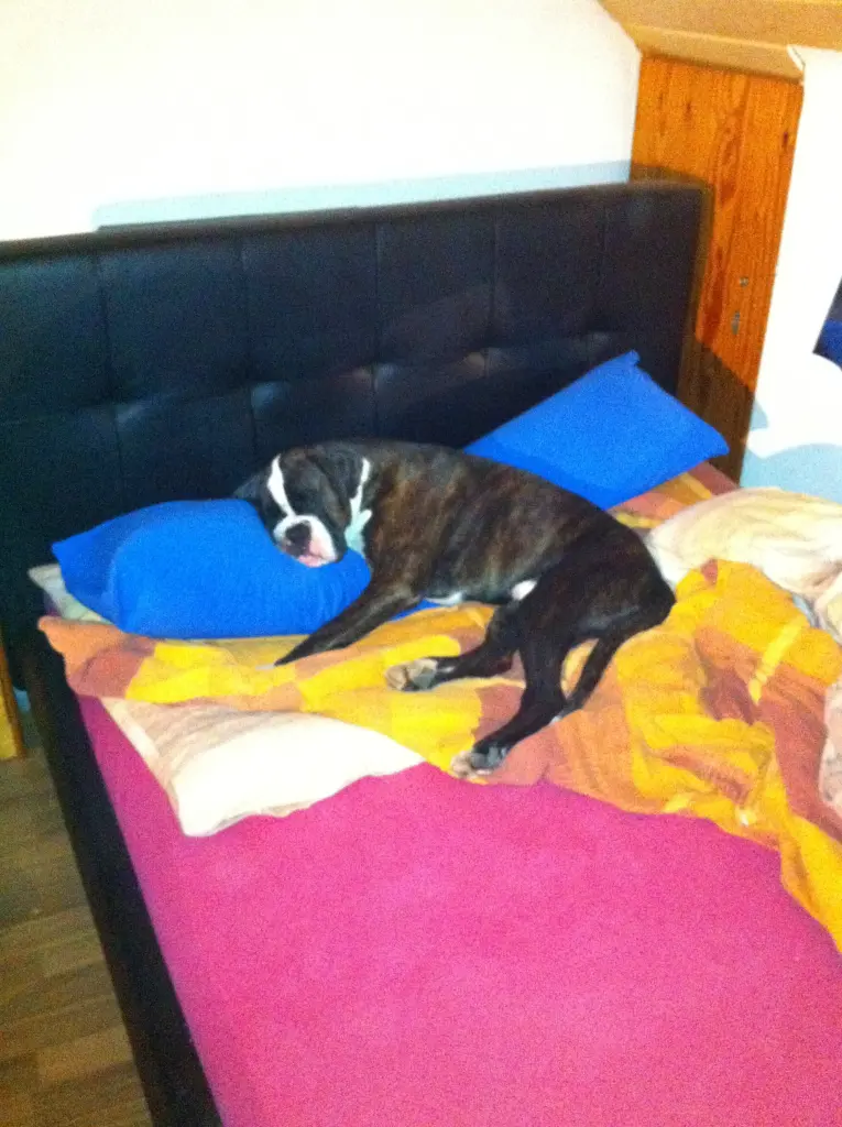 Image from Rocco